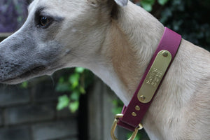 Full Slip collar shown with Brass hardware upgrade and riveted on halter plate